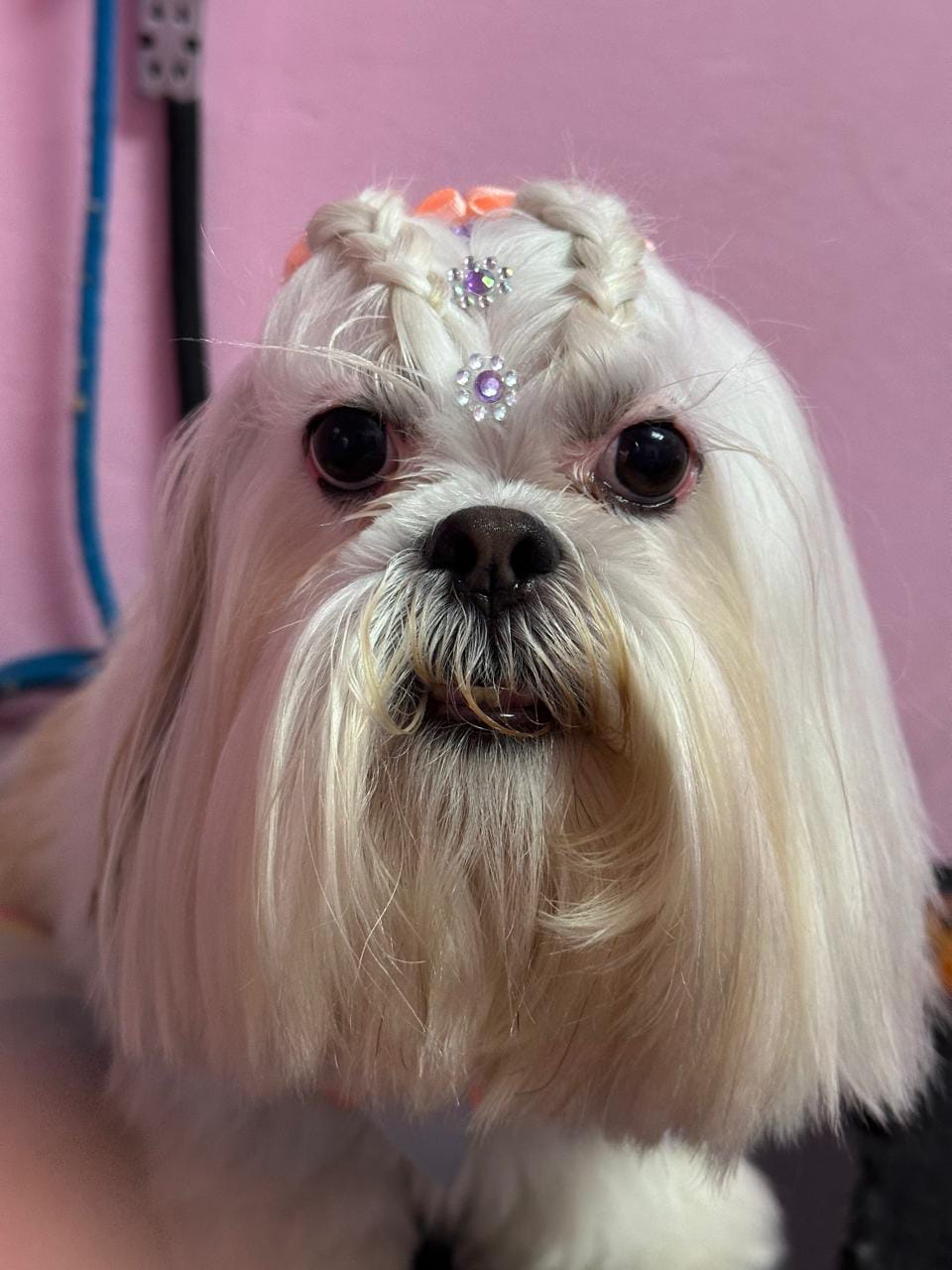 Maltês branco com tranças e flores de strass no topete