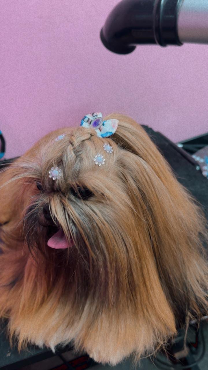 Shih tzu caramelo com trança e laço no topete