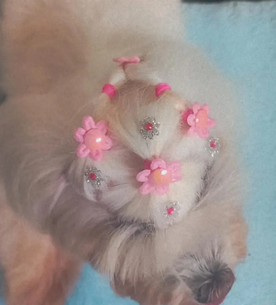 Detalhe de laços rosa no topete de um pet após a tosa