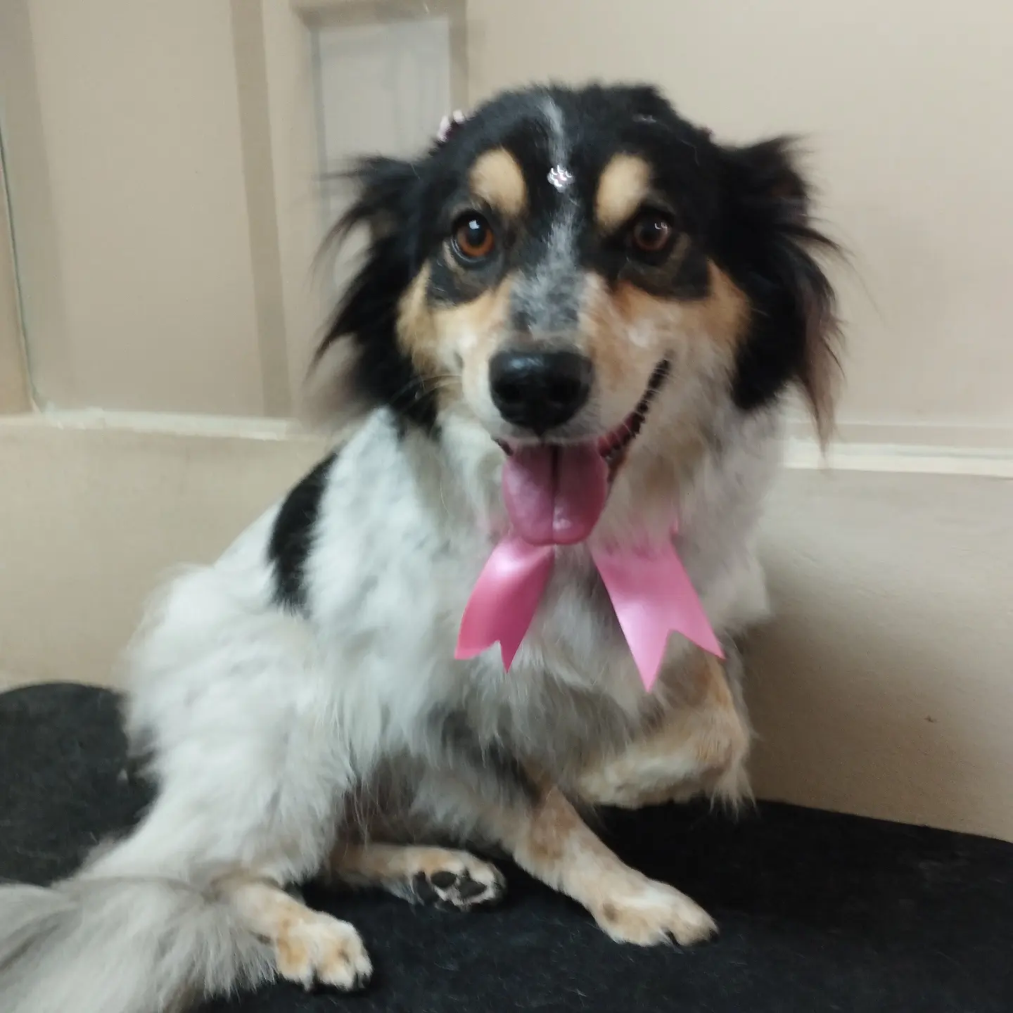 Cão de pelagem tricolor com laço rosa após o banho