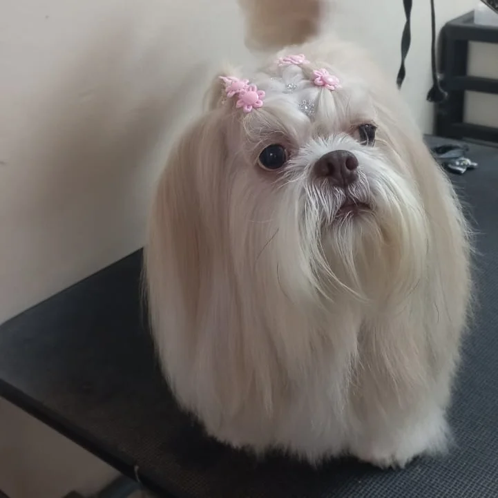 Shih tzu com laços rosa no topete e pelagem escovada
