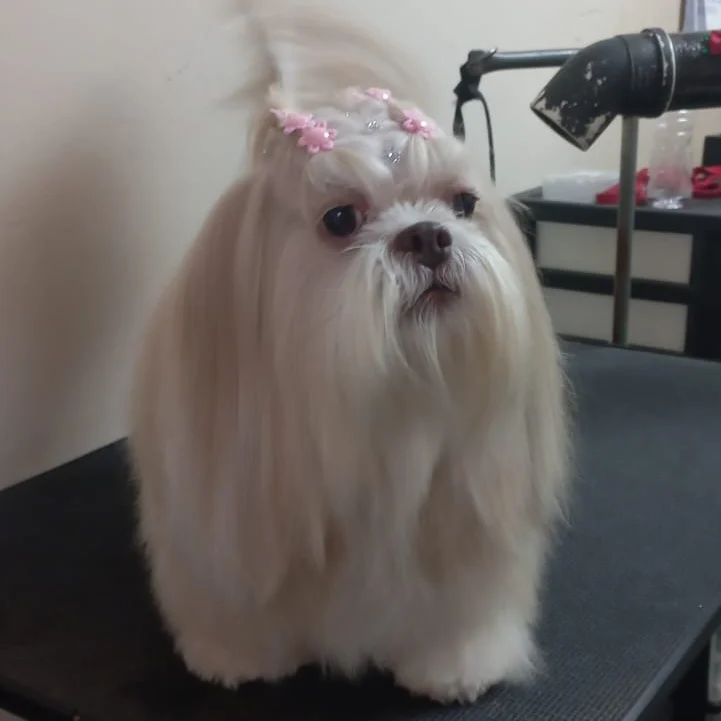 Shih tzu de pelagem longa e sedosa após a tosa