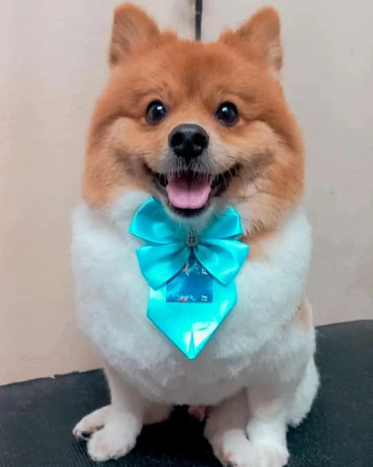 Lulu da pomerânia com gravata azul após o banho
