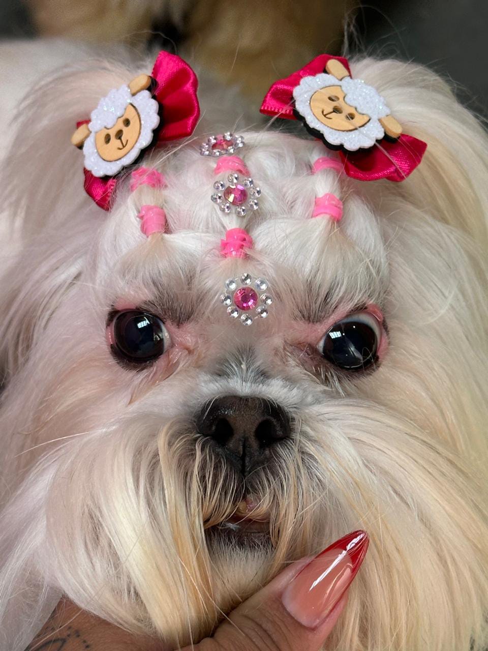Maltês branco com laços vermelhos e strass no topete